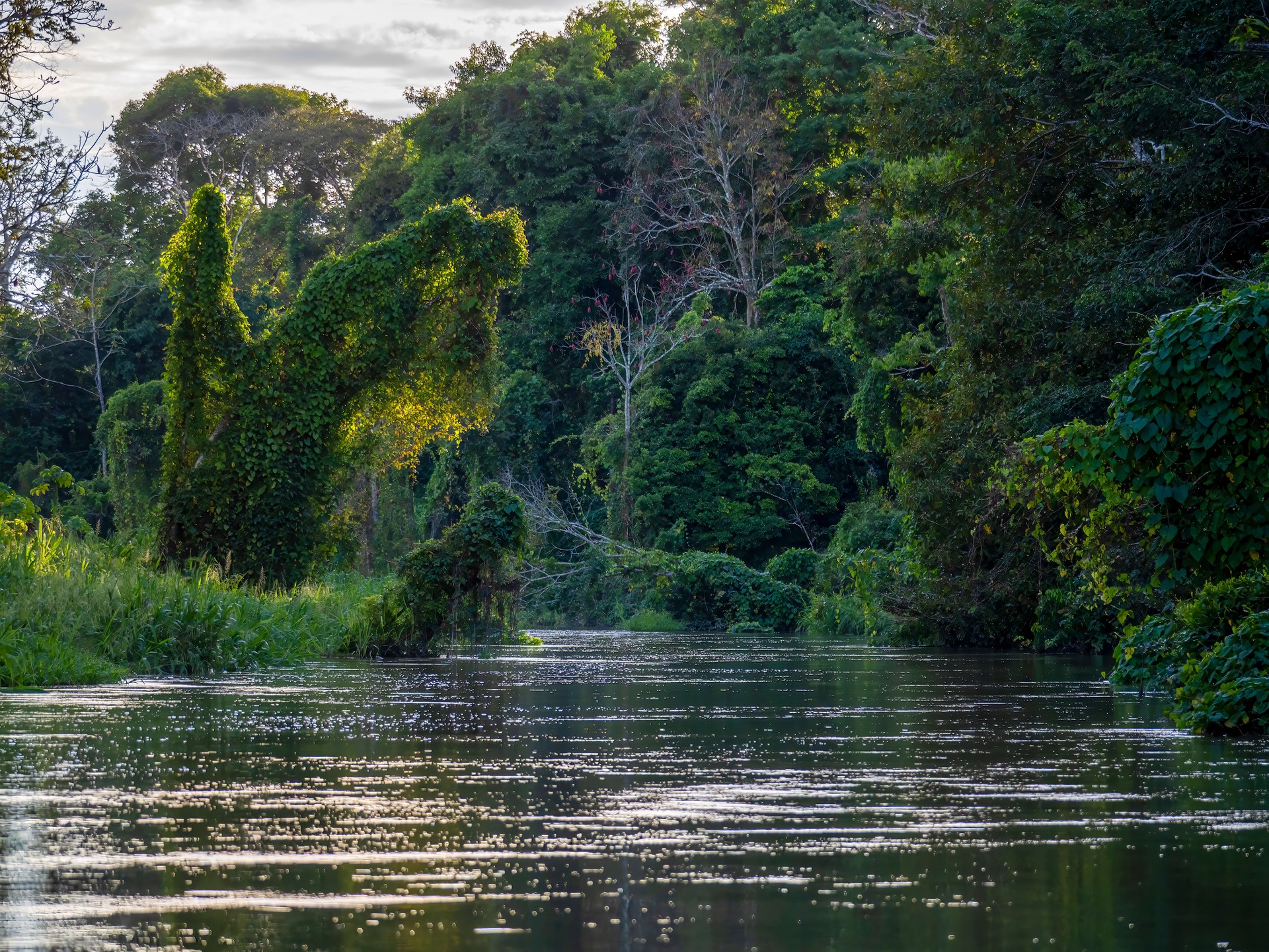 River landscape on a tributary of the Amazon.